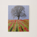 Search for tulip tree Outdoors