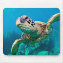 Search for turtle picture electronics Beach