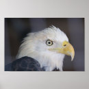 Search for alert art Photography