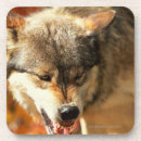 Search for aggressive barware Animal
