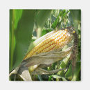 Search for corn magnets Vegetable