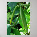 Search for vanilla posters Botanical