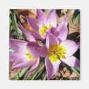 Search for crocuses magnets Flower