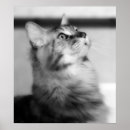 Search for maine coon cat posters Kitten