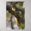 Search for nuts art Squirrel