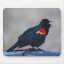 Search for beak mousepads Songbird