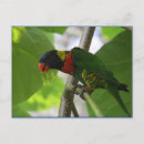 Search for rainbow lorikeet postcards Colourful