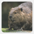 Search for trekking stickers Animal