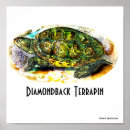 Search for diamondback posters Turtle