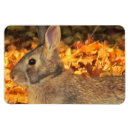 Search for rabbit bunny easter cards Pretty