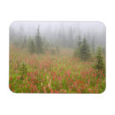 Search for conifer magnets Tree
