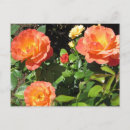 Search for coral rose postcards Orange