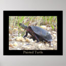 Search for painted turtle posters Photography