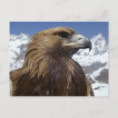 Search for eagle feather postcards Birds