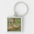 Search for lion predator key rings Africa