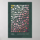 Search for redouté posters Roses