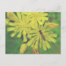 Search for flying bee postcards Bird