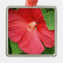 Search for magenta christmas tree decorations Nature