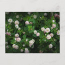 Search for 4 leaf postcards Clover