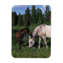 Search for mare magnets Horse