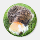 Search for hedgehog magnets Animals