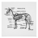 Search for animal skeleton art Anatomy