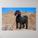 Search for labradoodle dog posters Black