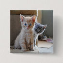 Search for pet portrait badges Kitten