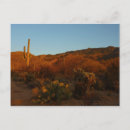 Search for saguaro cactus postcards Photography