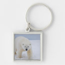 Search for carnivorous key rings Bear