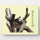 Search for panda photography Animal