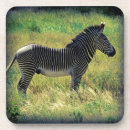 Search for zebra coasters Kenya