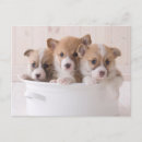 Search for cute corgi postcards Pet