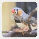 Search for finch stickers Animal