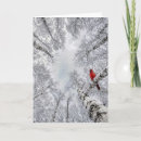 Search for winter cardinal cards Red cardinal bird