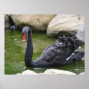 Search for black swan bird posters Nature