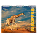 Search for giraffe calendars Photography