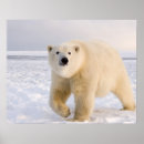 Search for arctic islands art Polar bear