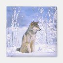Search for timber wolf magnets Animal
