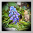 Search for hyacinthe posters Flowers
