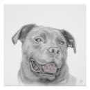Search for pitbull posters Drawing