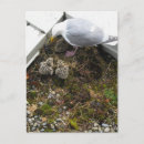 Search for chick 1 postcards Chicks