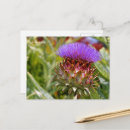 Search for artichoke postcards Thistle