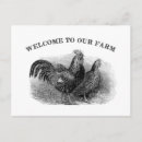 Search for vintage farm postcards Rooster