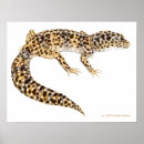 Search for gecko art Lizards