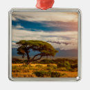 Search for kenya christmas tree decorations Amboseli national park