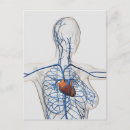 Search for circulatory system postcards Three dimensional