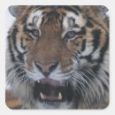 Search for yawning stickers Close up