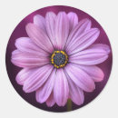 Search for daisies stickers Nature