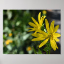 Search for yellow daisies posters Photography